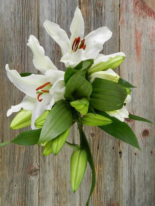 SANTANDER  WHITE ORIENTAL LILIES